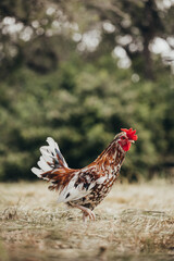 Rooster walking