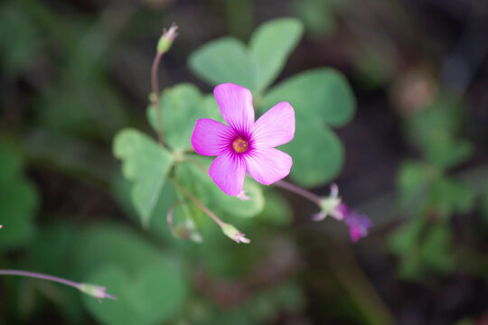 Top view of a beautiful purple aromatic Oxalis rubra or Windowbox woodsorrel flower in the garden