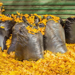 Large plastic bags with collected autumn leaves, street cleaning in leaf fall