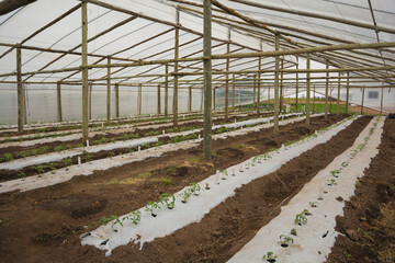 Fototapeta premium cultivo de plantines de tomate en invernadero 