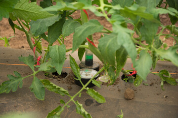 cultivo de tomate con medidor de humedad