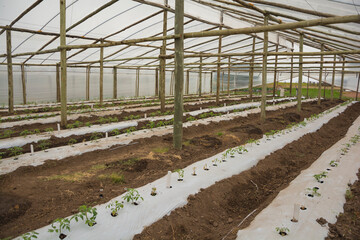 cultivo de plantines de tomate en invernadero 