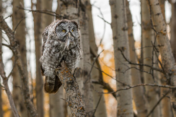 Great Grey Owl hunting for food and eating a mouse while perched in a tree wildlife background