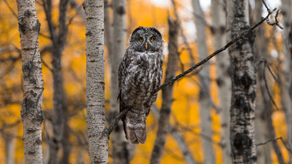 Great Grey Owl perched on a tree branch with autumn colors. Canadian wildlife photography fall...