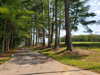 Summer road lined with trees
