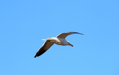 Fototapeta na wymiar seagulls over the sea off the coast of the city of Bahia Blanca