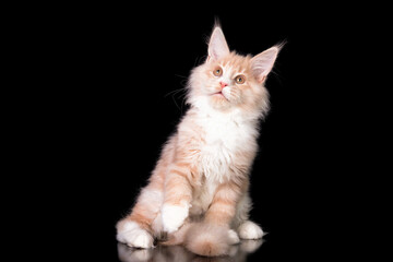 A red maine coon kitten on black background.