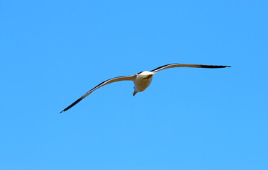 seagulls over the sea off the coast of the city of Bahia Blanca