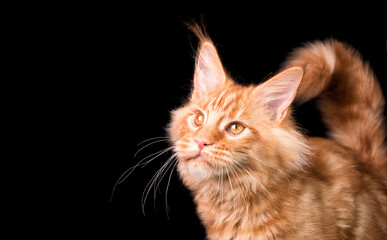 A red maine coon kitten on black background.