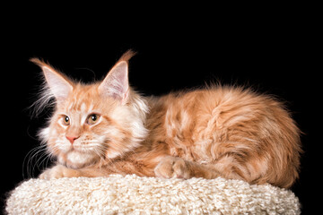 A red maine coon kitten on black background.