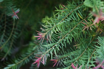 Melaleuca bracteata'Red gem'. Myrtaceae evergreen shrub. Native to Australia, the flowering season is from May to June.