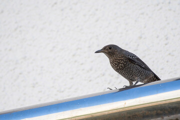 Blue rockthrush female on a building