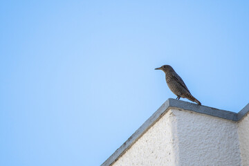 Blue rockthrush female on a building