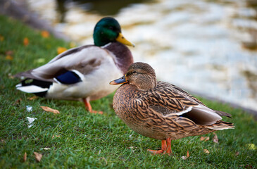 Naklejka na ściany i meble Close-up of a cute family pair of wild ducks on the shore of the lake. Mallard ducks near the pond