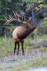 A large 6 point bull elk bugling