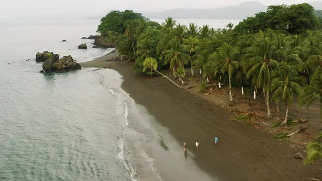 Pacific Coast With Rainforest