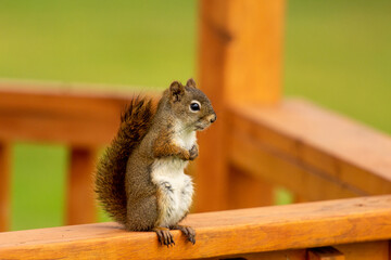 squirrel eating nut