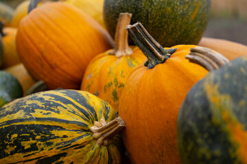 Autumn harvest of pumpkins of different shapes, colors and sizes