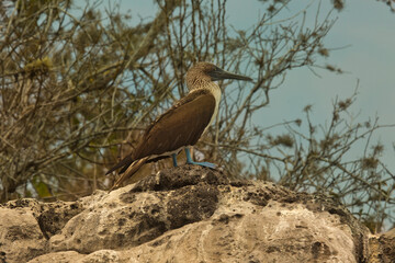 The blue-footed booby (Sula nebouxii).