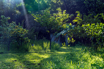 Sunbeams in the rainorest, Costa Rica.