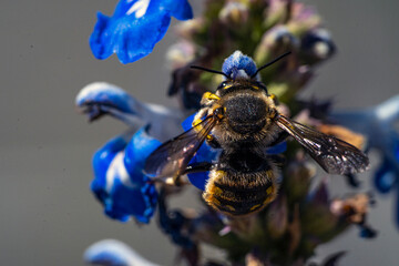 Bees fly into flowers for pollination. Macro shots.