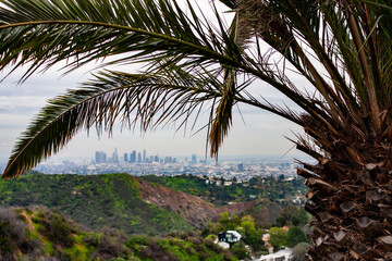 Los Angeles skyline in the hazy distance with a palm tree framing in the foreground from Griffith Park 