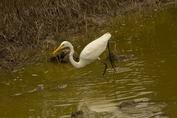 The  Great egret, common egret, large egret,  great white egret, great white heron (Ardea alba).
