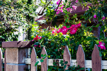 Flowers along a Fence in Los Angeles
