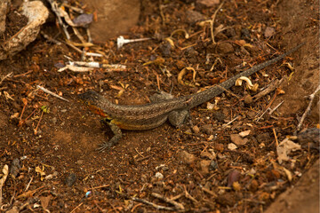 The Galápagos lava lizard, Albemarle lava lizard  (Microlophus albemarlensis).