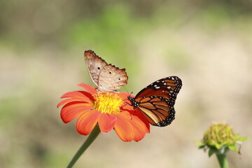 butterfly on flower