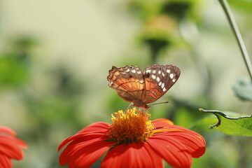 butterfly on flower