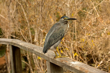 Striated heron,mangrove heron, little heron, green-backed heron, (Butorides striata).