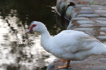 Obraz premium white duck in the water