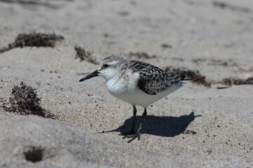 brown and white bird - seagull on the sand