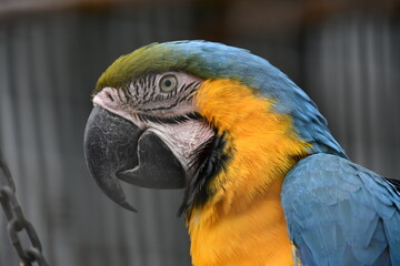 blue and yellow macaw close up
