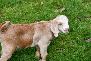 white and brown goat on green grass