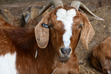 portrait of a cute brown and white goat