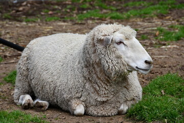 Naklejka na ściany i meble sheep in a field close up