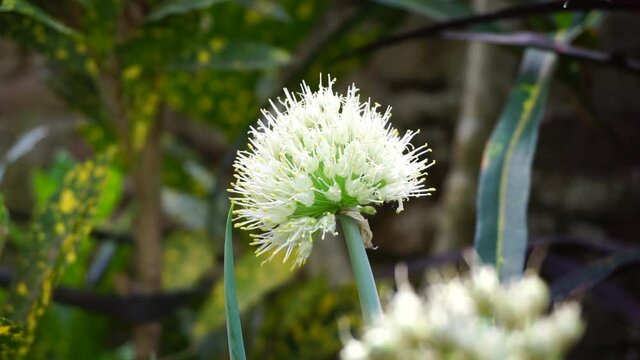 Spring onion flower with a natural background. Indonesian call it bawang prei or daun bawang