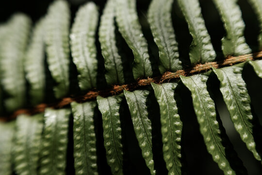 シダのクローズアップ Pterophyta close-up