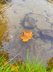 Golden orange maple leaf on a stream 