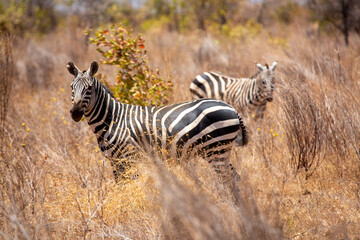 Dwie zebry na sawannie w Kenii w Afryce