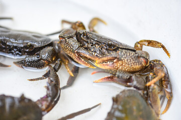 Fresh crab rock, wild freshwater crab on water, forest crab or stone crab river