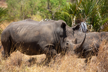 Nosorożce w trawie na sawannie w Afryce