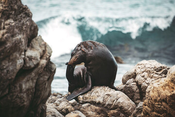 A New Zealand Fur Seal/Kekeno resting on the shores of the Kaikoura Peninsula which is in the heart of the South Island of New Zealand. A beautiful photograph of female grooming itself on the rocks.