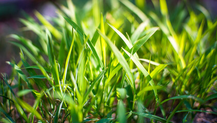 the close-up shot of the green grass on the ground. green background texture for creative design from nature.