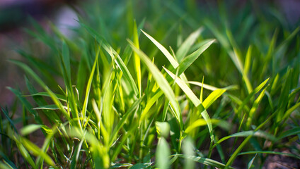 the close-up shot of the green grass on the ground. green background texture for creative design from nature.