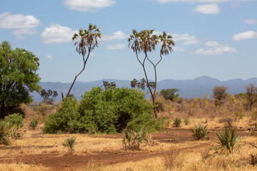 Krajobraz sawanny afrykańskiej z kilkoma drzewami
