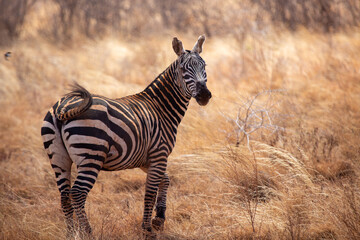 Zebra pośrodku sawanny w Afryce