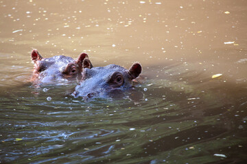 Dwa hipopotamy zanurzone w jeziorze - obrazy, fototapety, plakaty